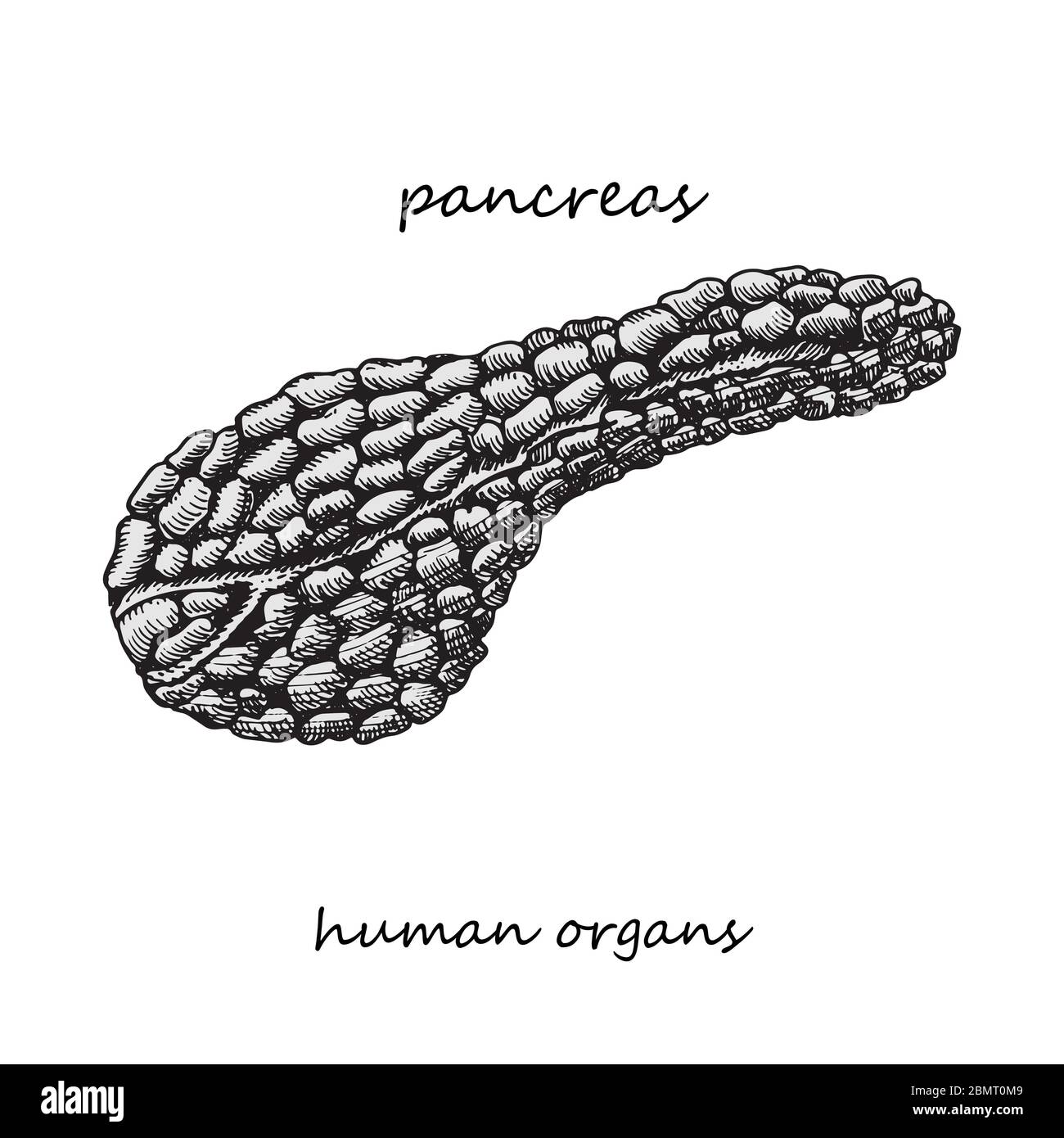 Pancréas. Icône réaliste dessinée à la main des organes internes humains. Gravure art. Style d'esquisse. Concept de conception pour vos projets médicaux post-viral Illustration de Vecteur