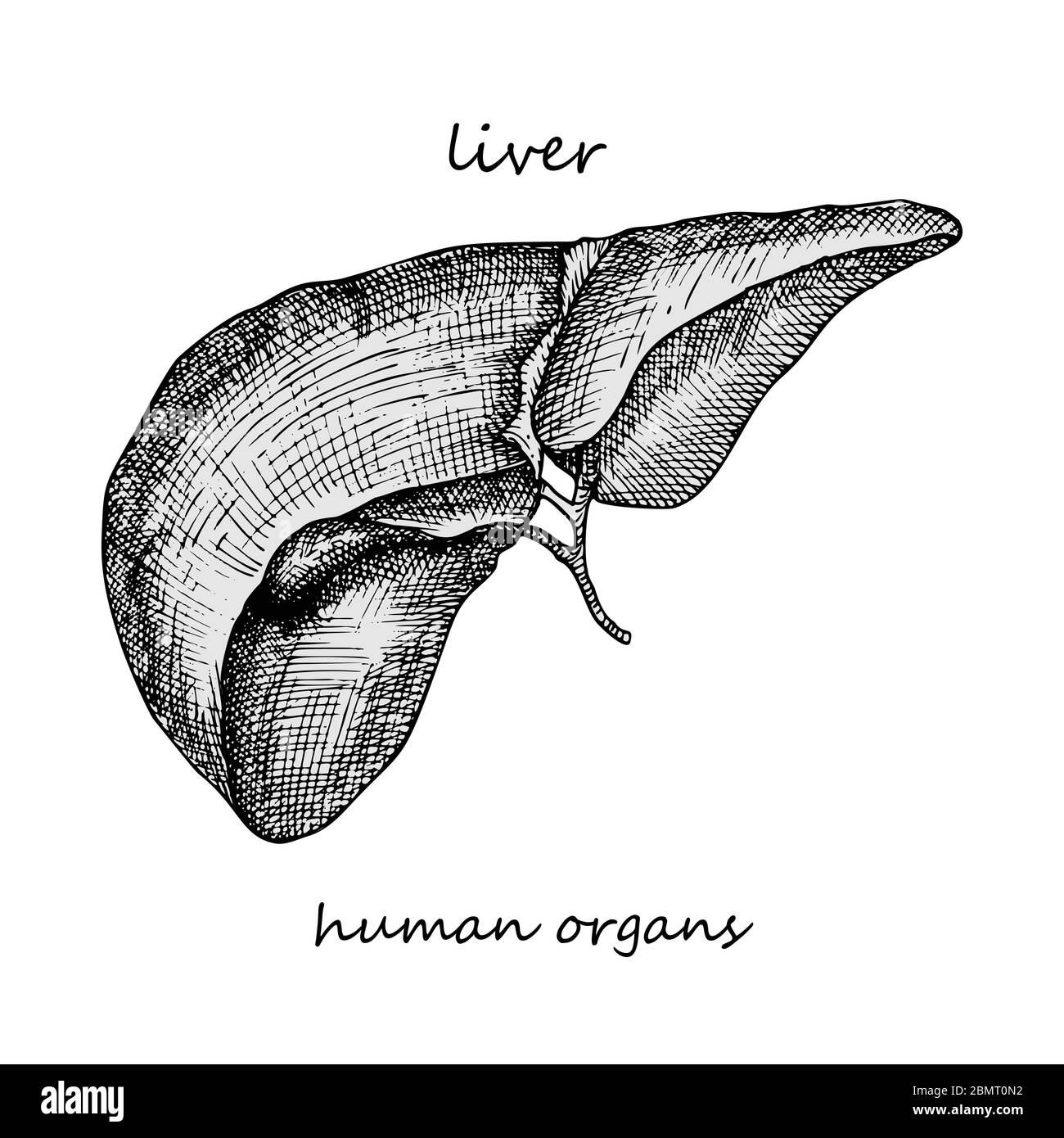 Foie. Icône réaliste dessinée à la main des organes internes humains. Gravure art. Style d'esquisse. Concept de conception pour vos projets médicaux post-viral Illustration de Vecteur