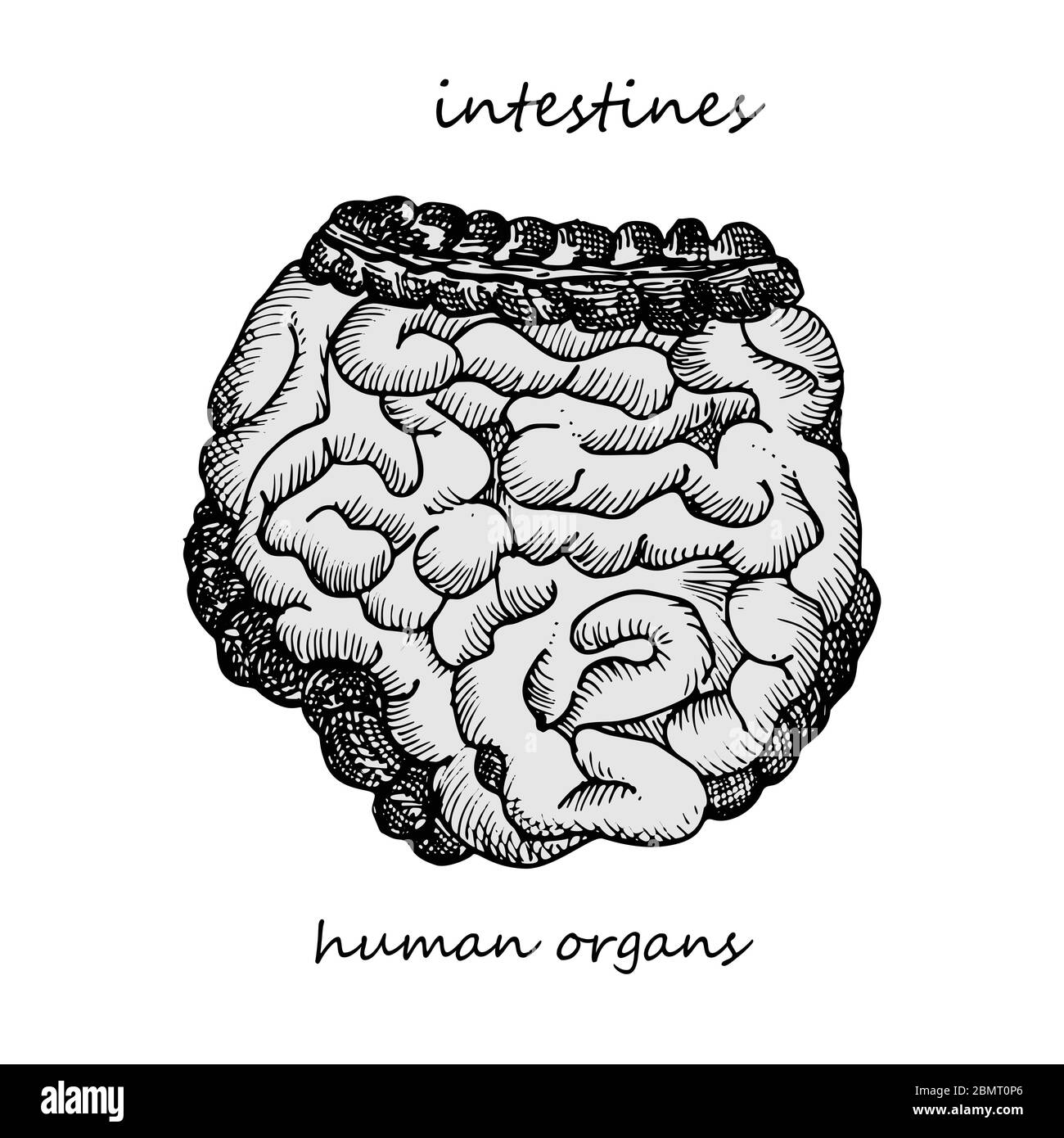 Intestins. Icône réaliste dessinée à la main des organes internes humains. Gravure art. Style d'esquisse. Concept de conception pour vos projets médicaux post-viral Illustration de Vecteur