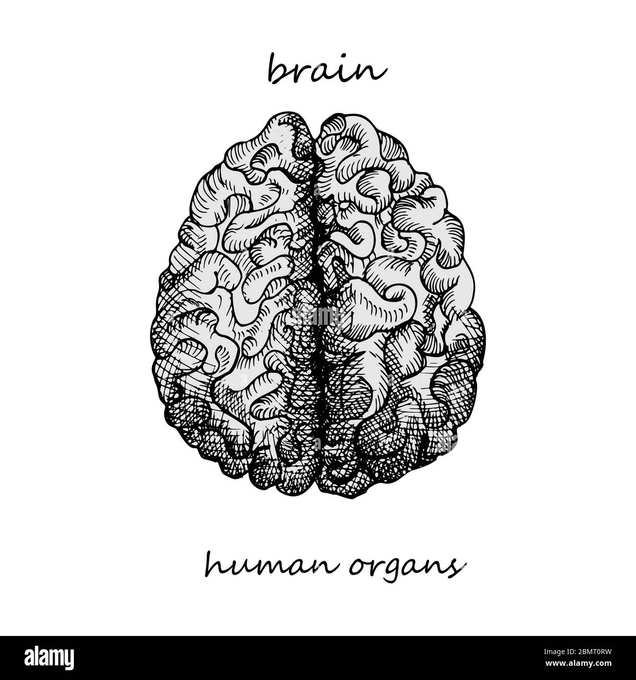 Cerveau. Icône réaliste dessinée à la main des organes internes humains. Gravure art. Style d'esquisse. Concept de conception pour vos projets médicaux post-viral Illustration de Vecteur
