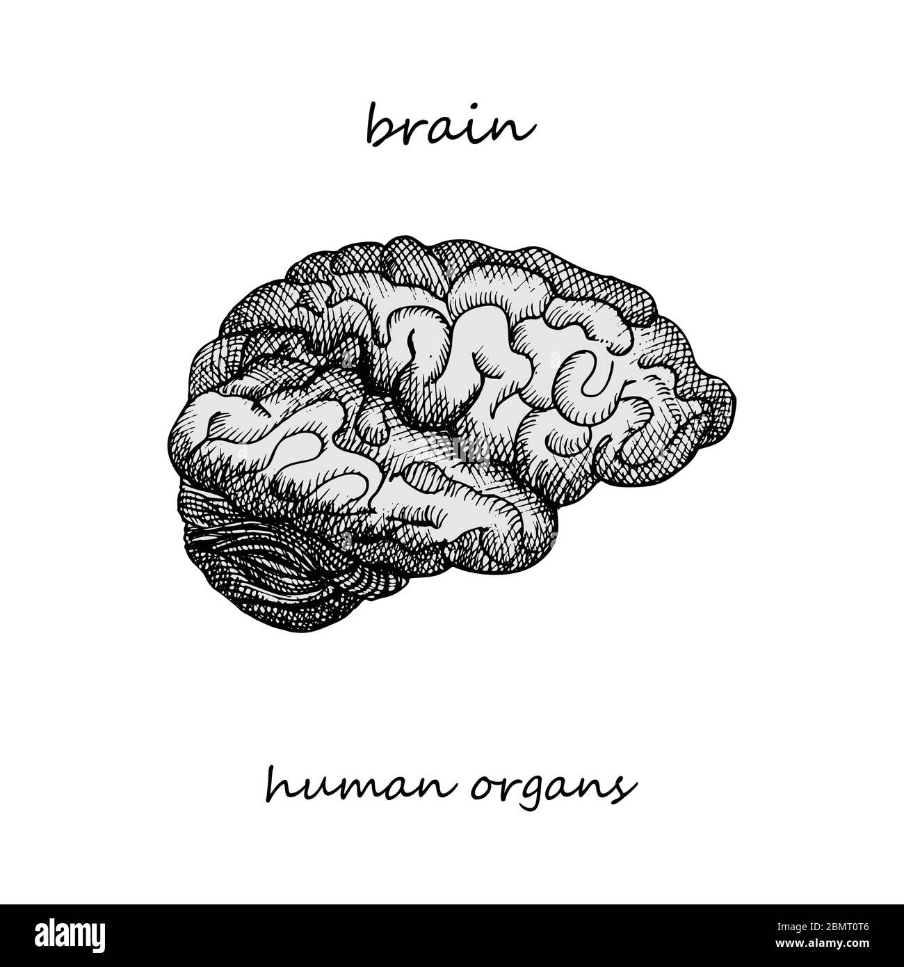 Cerveau. Icône réaliste dessinée à la main des organes internes humains. Gravure art. Style d'esquisse. Concept de conception pour vos projets médicaux post-viral Illustration de Vecteur