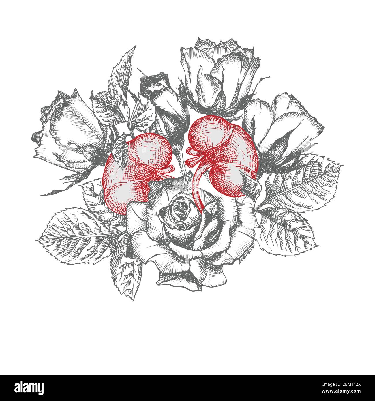 Rein avec bouquet de roses réaliste main-dessiné icône de l'organe interne humain et cadre de fleur gravure art. style d'esquisse. Concept de conception pour le médical Illustration de Vecteur