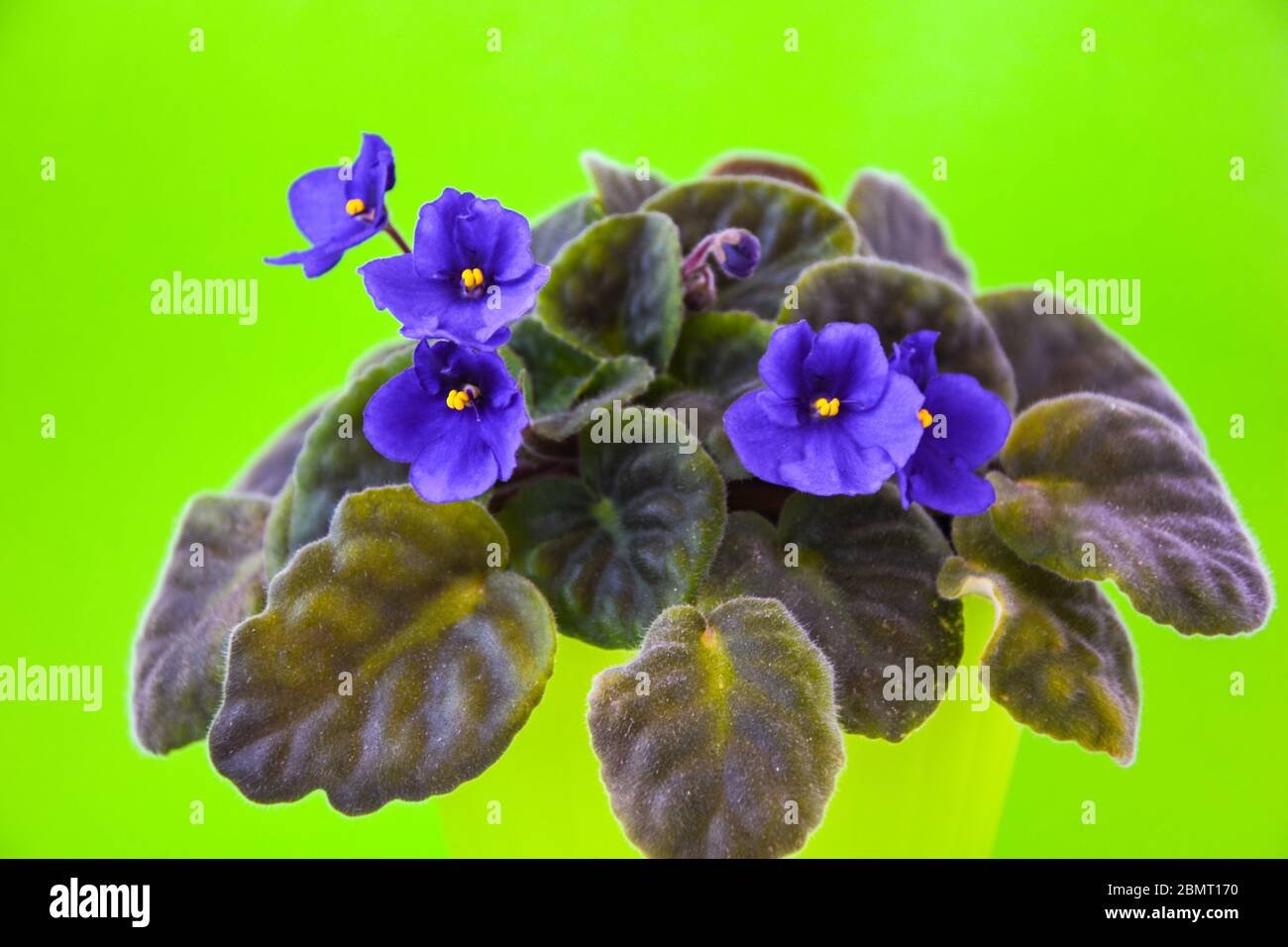 fleur jardin plante flore fraîche, viplet avec des fleurs violettes bleues sur fond de pot vert Banque D'Images