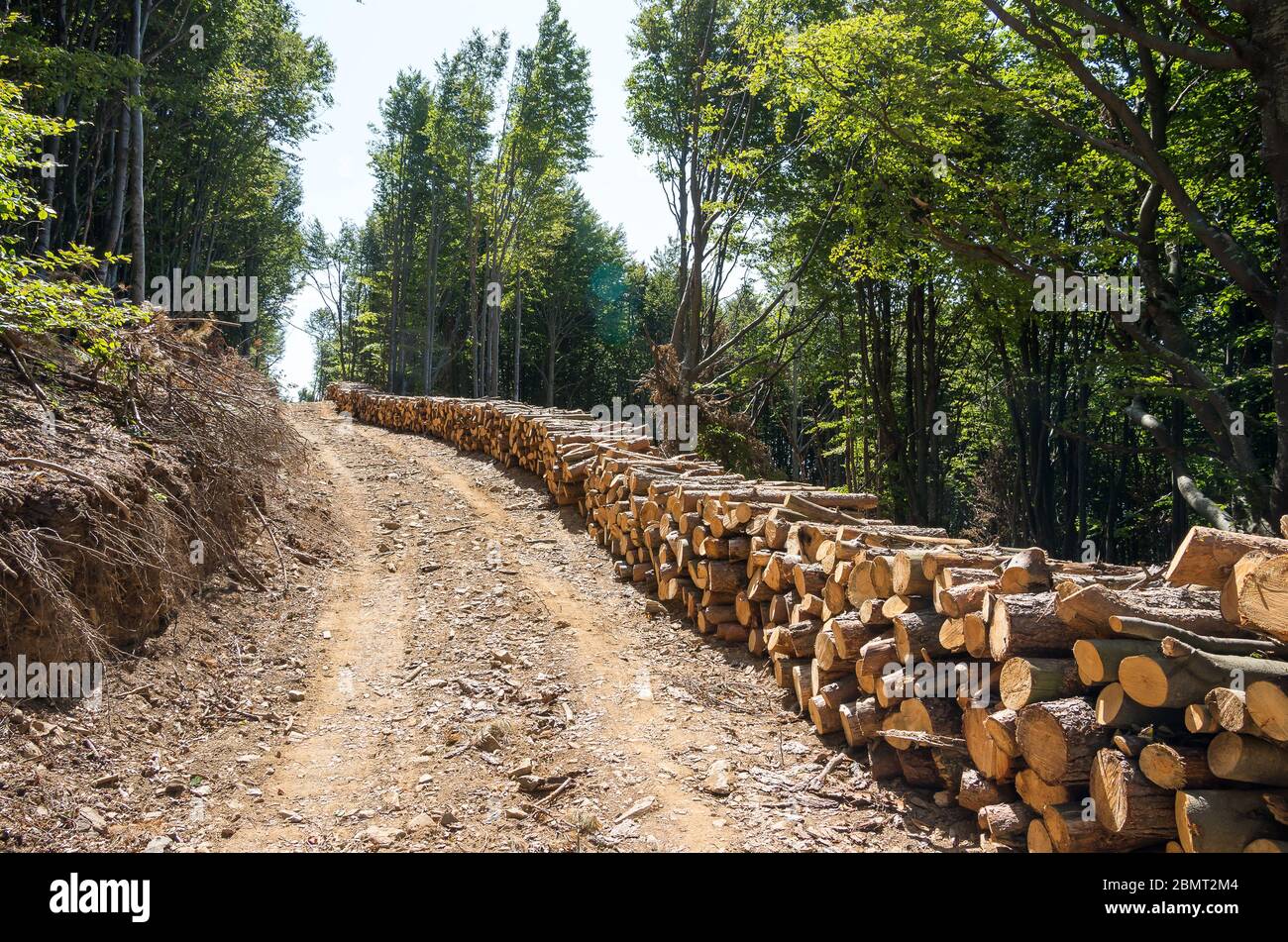 Thème de l'agriculture et de la foresterie. Des piles de bois le long de la route forestière. Banque D'Images