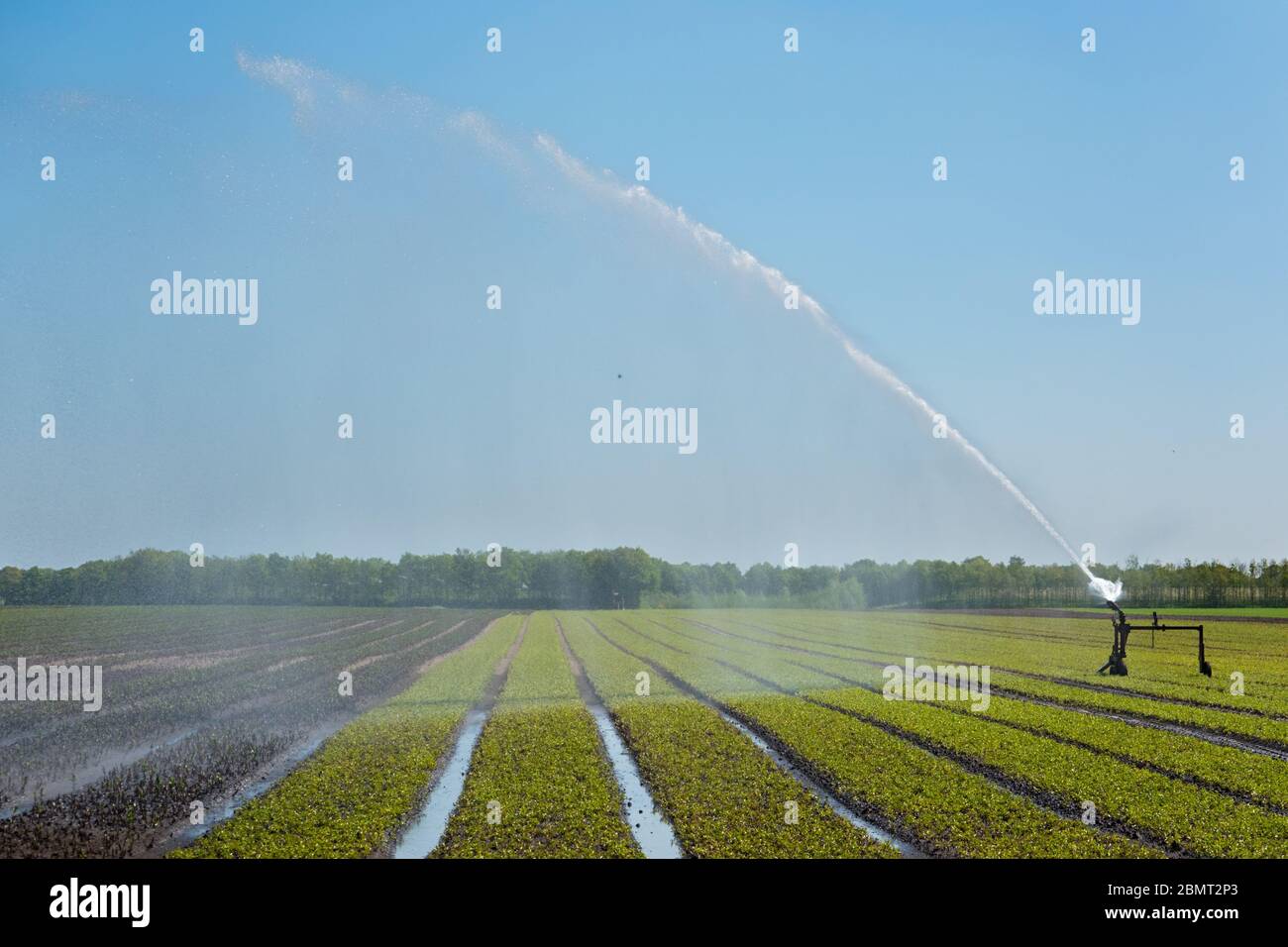 Agriculture irrigation, arrosage d'une récolte en été Banque D'Images
