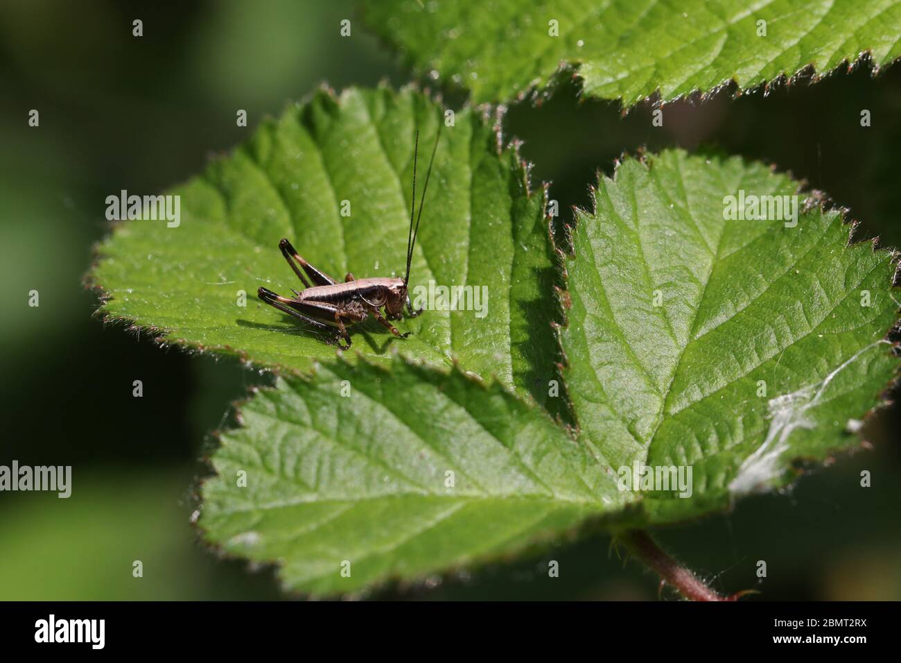 Une minuscule nymphe de buisson foncé-Cricket, Pholidoptera griseoaptera, perçant sur une feuille de brousse au printemps. Banque D'Images