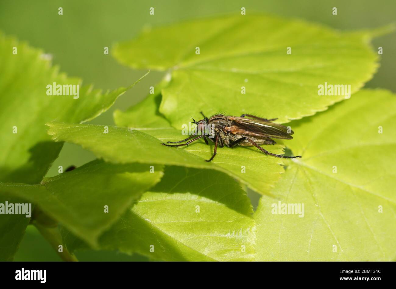 Une mouche du Dagger, Emmis tessellata, reposant sur un réchauffement des feuilles au soleil du matin. Banque D'Images