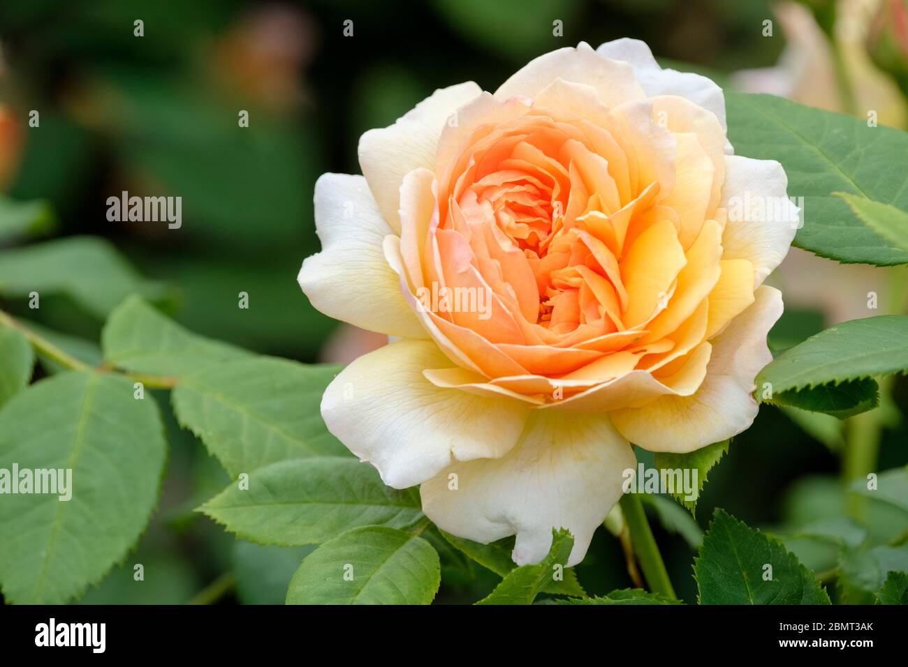 Fleur unique de rose arbuste parfumée, rose anglaise « Grace ». Rosa « Grace » Auskeppy Banque D'Images