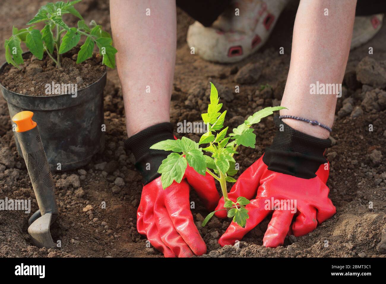 Une femme agriculteur plante des plants de tomate. Plantation de semis au printemps dans le sol Banque D'Images