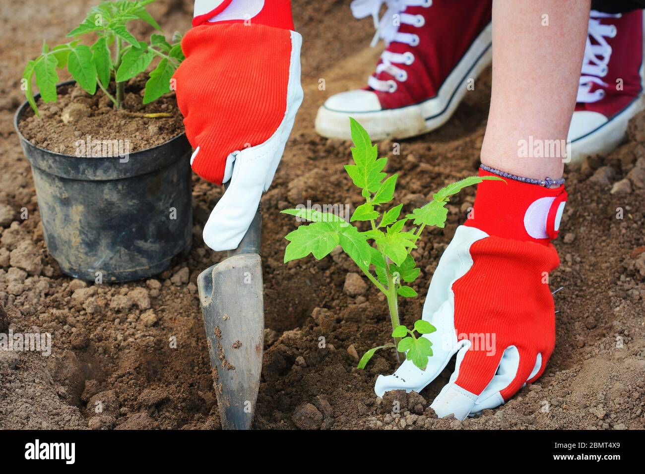 Une femme agriculteur plante des plants de tomate. Plantation de semis au printemps dans le sol Banque D'Images