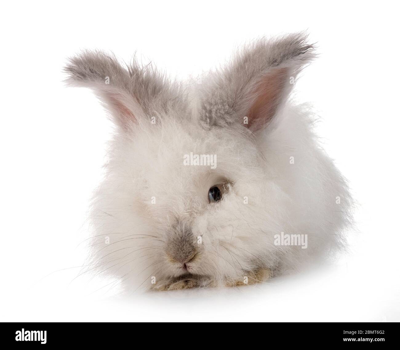 Anglais Angora en face de fond blanc Banque D'Images