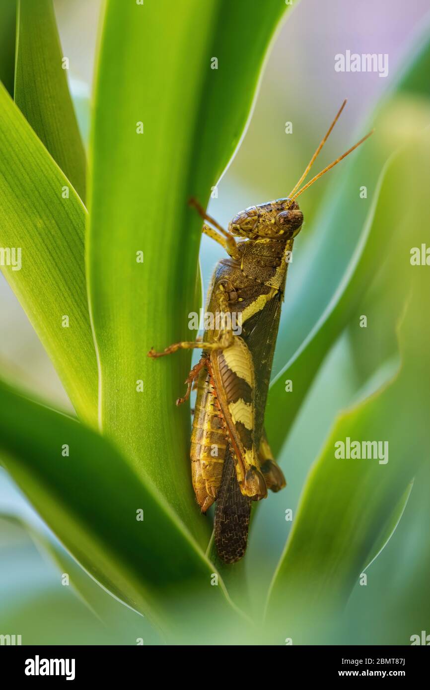 Sauterelle asiatique - Xenocatantops humilis, belle grande sauterelle brune et verte des prés et buissons d'Asie du Sud-est, île de Pangkor, Malays Banque D'Images