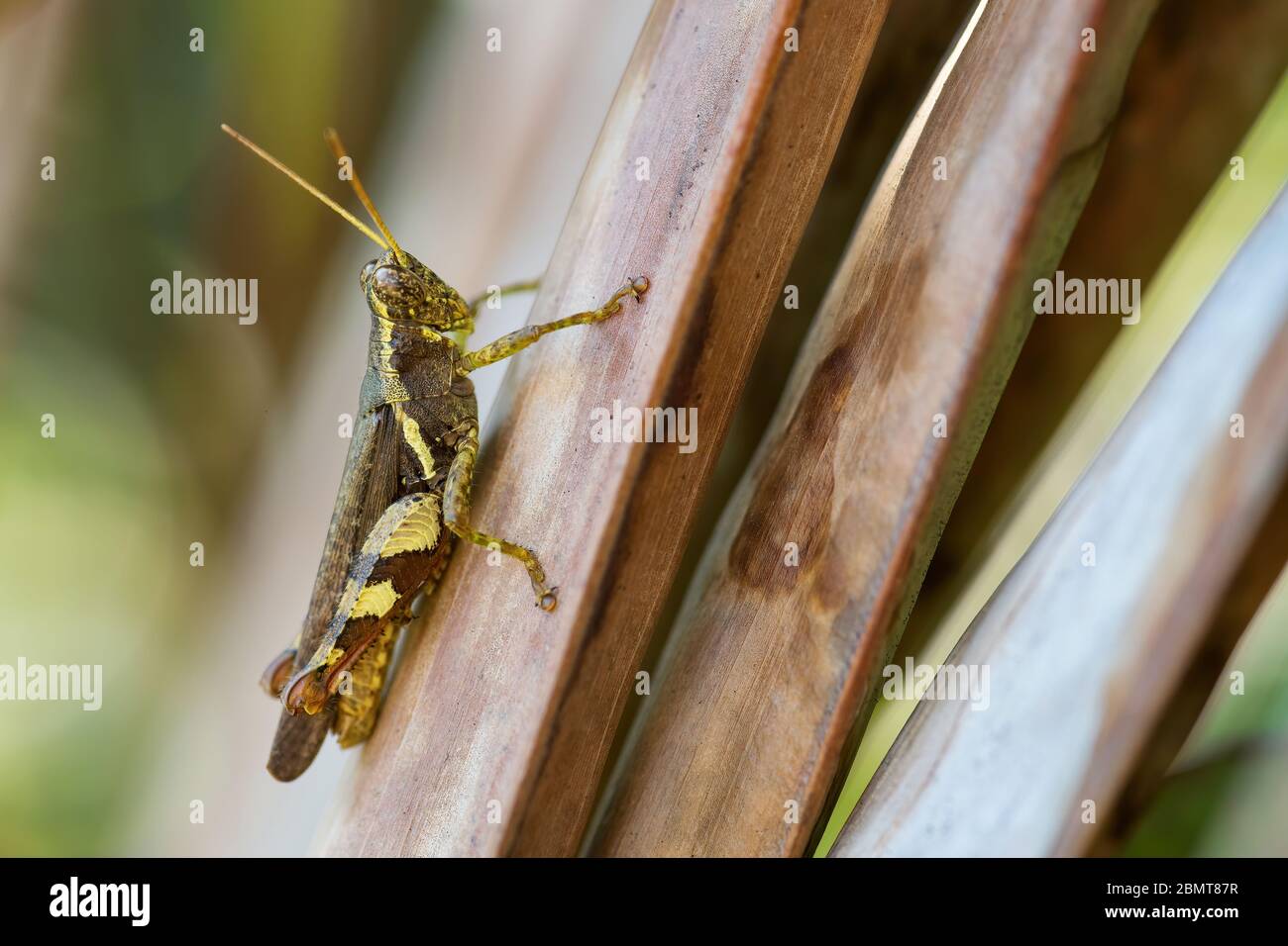 Sauterelle asiatique - Xenocatantops humilis, belle grande sauterelle brune et verte des prés et buissons d'Asie du Sud-est, île de Pangkor, Malays Banque D'Images