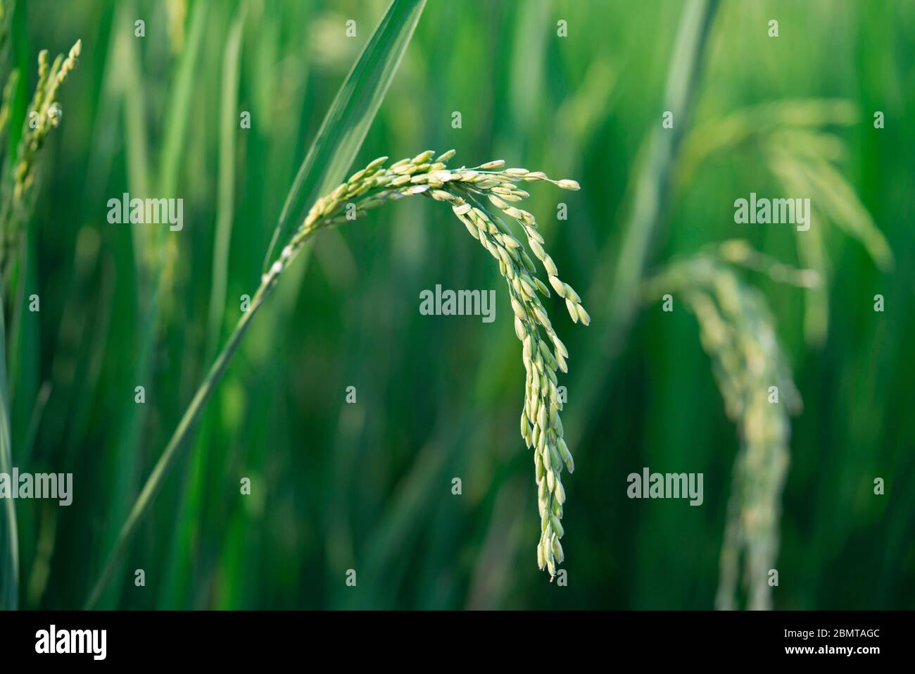 gros plan de l'oreille de riz dans le champ de riz vert Banque D'Images