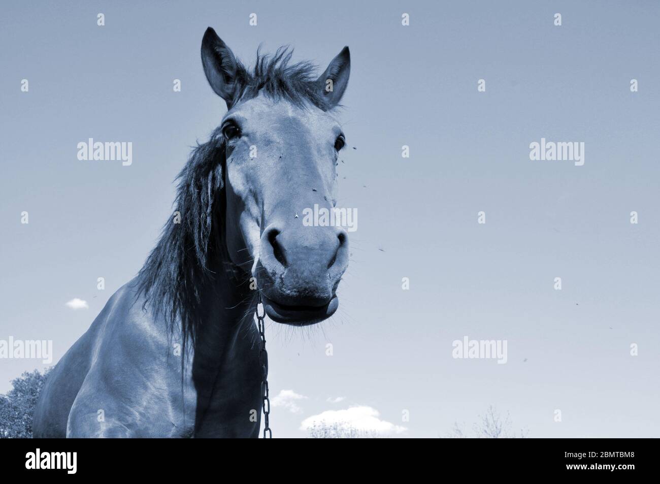 Cheval sur la nature. Portrait d'un cheval Banque D'Images