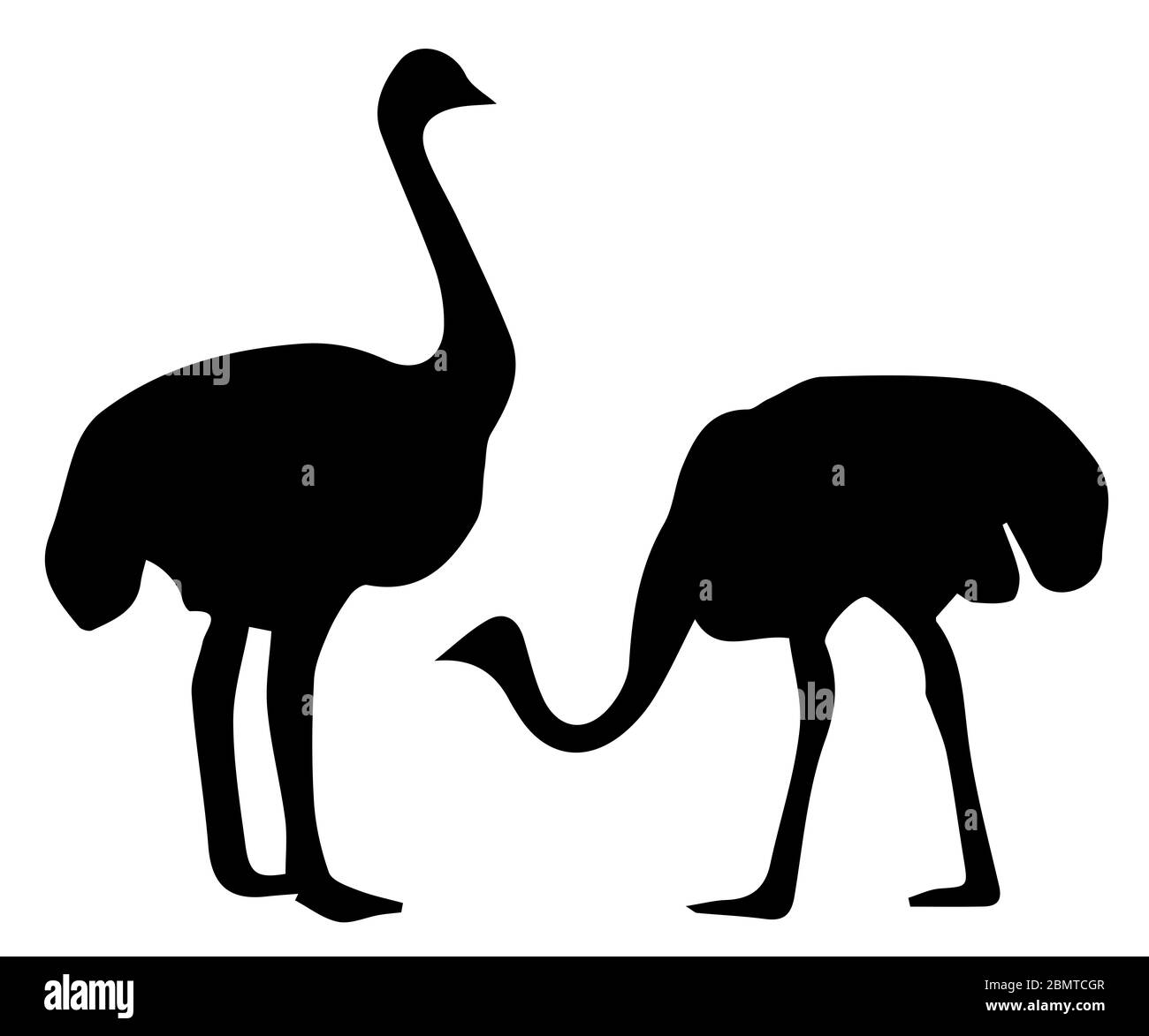 Silhouette d'autruche sur fond blanc Banque D'Images