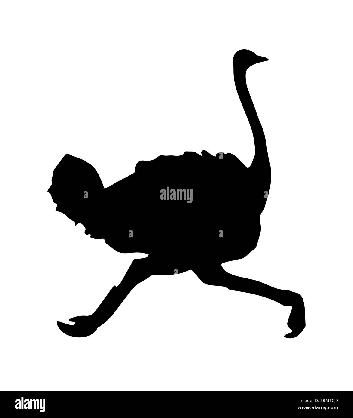 Silhouette d'autruche sur fond blanc Banque D'Images