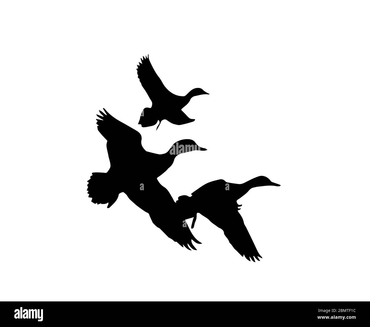 Silhouette de cygne sur fond blanc Banque D'Images