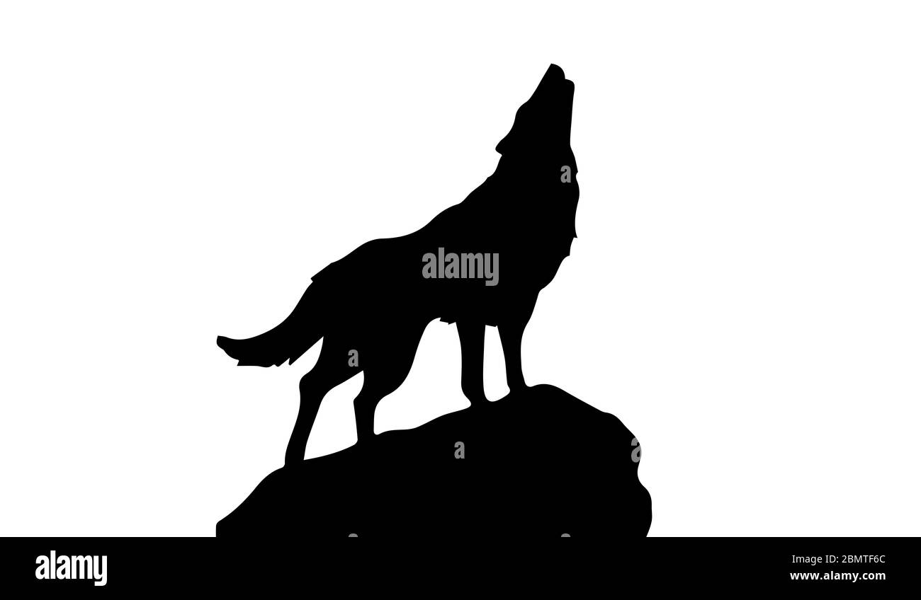 Silhouette de loup sur fond blanc Photo Stock - Alamy