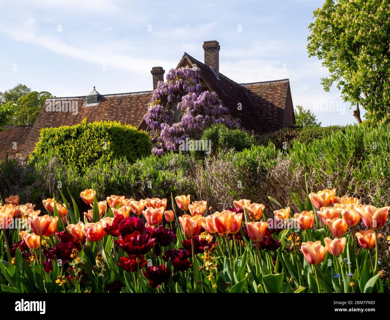 Bordure de tulipe au Chenies Manor Garden. Saumon rose tulipe Apricot Foxx et violet rougeâtre profond tulipe Antraciet, lavande. Salle avec jardin couvert. Banque D'Images