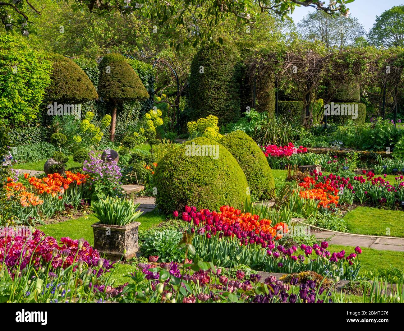Passez les marches à travers des buissons tronqués dans le jardin en contrebas de Chenies Manor à l'époque de la tulipe. Pelouse et chemins pavés à travers les rangées de bulbes à ressort. Banque D'Images