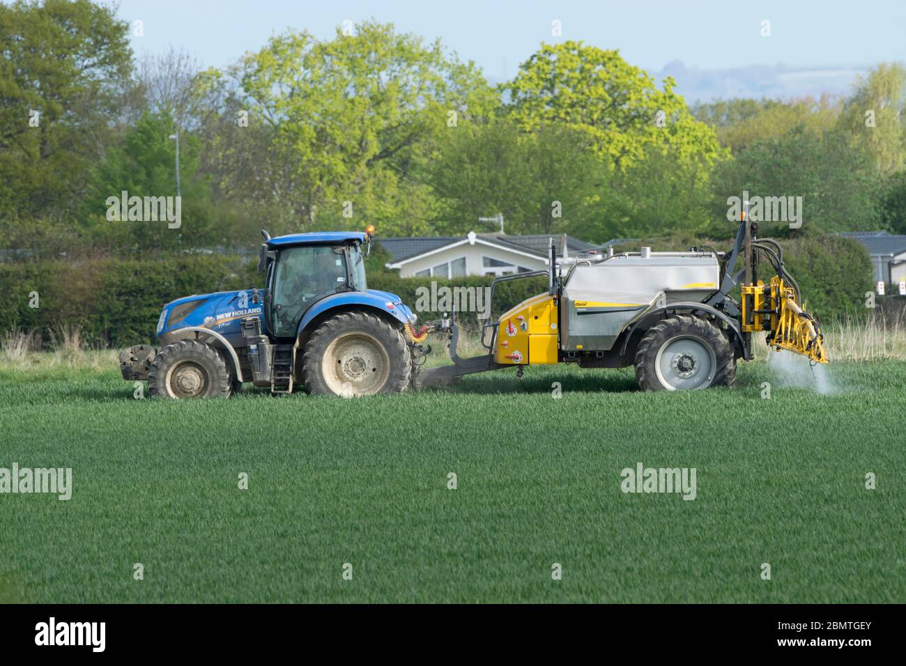 Tracteur en pulvérisation de récolte de colza. Hayling Island, Angleterre Banque D'Images