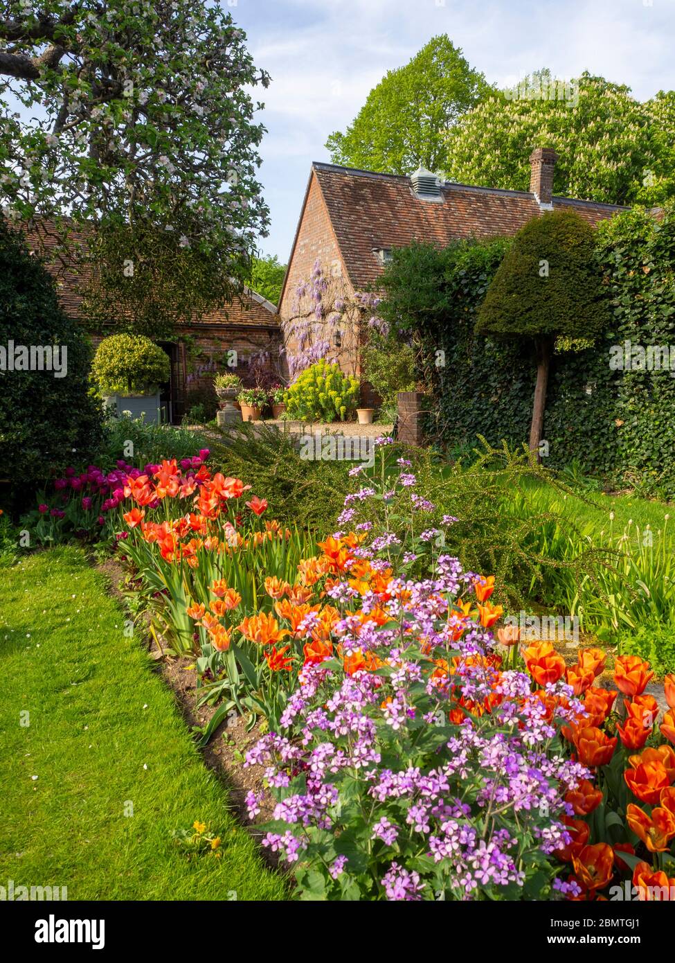 Pommier et salon de thé Brambley au jardin du Chenies Manor, avec des tulipes orange vif et une honnêteté mauve le long du chemin de l'herbe du jardin en contrebas en avril. Banque D'Images