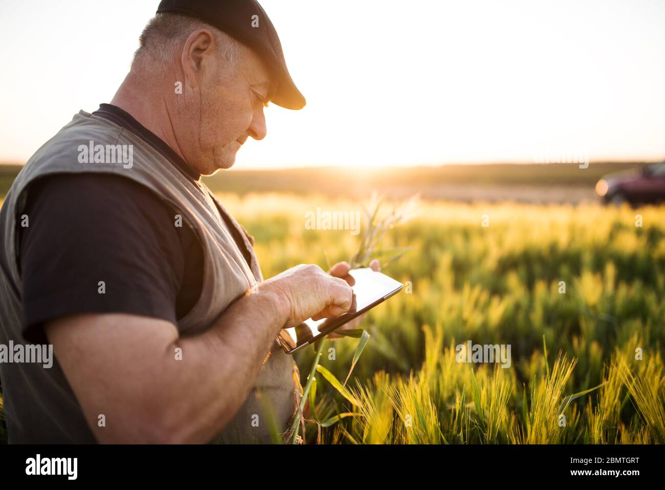 Agriculteur vérifiant la récolte dans un champ et utilisant une tablette. Concept agricole Banque D'Images