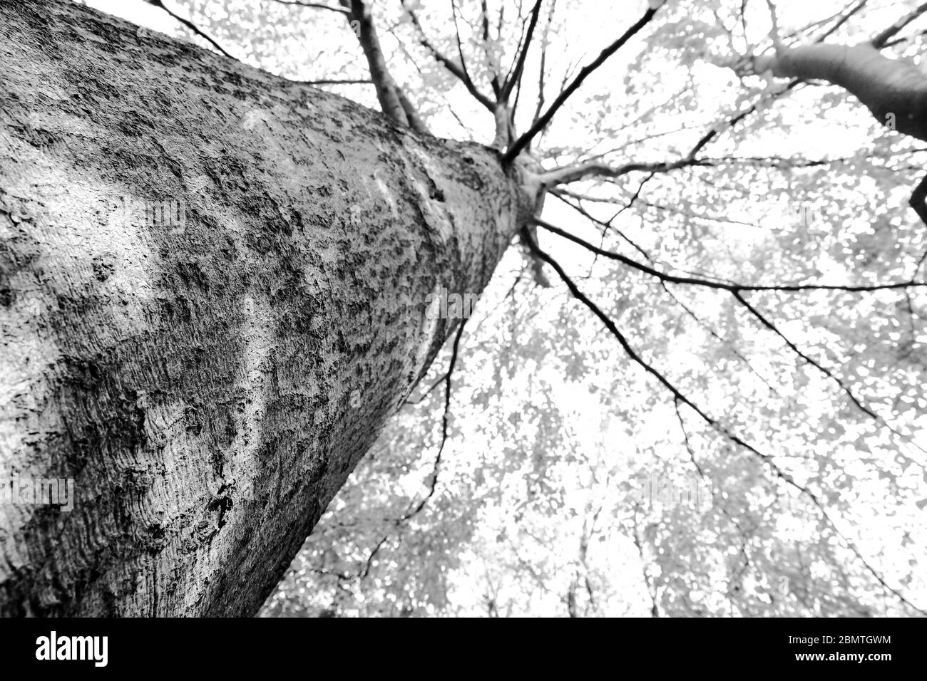 Vue en haut d'une arborescence Banque D'Images