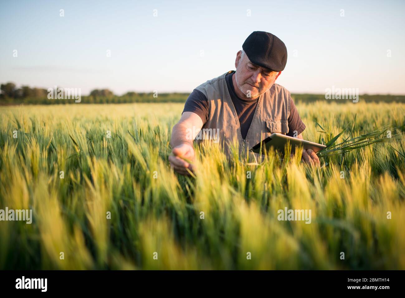 Agriculteur senior debout dans le champ de blé tenant le comprimé dans sa main et examinant la récolte. Banque D'Images