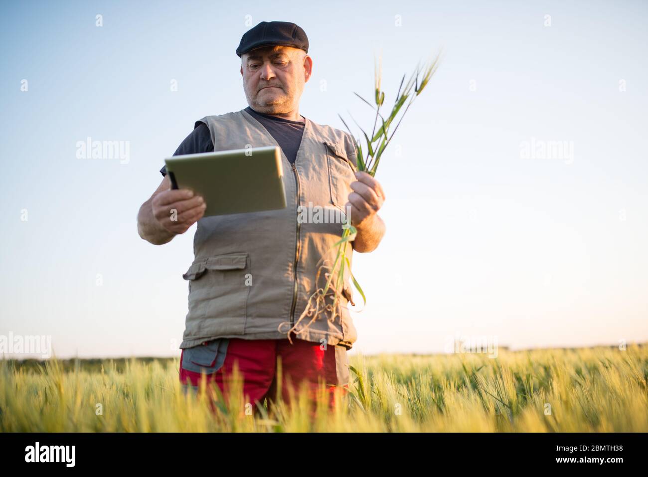 Agriculteur senior debout dans le champ de blé tenant le comprimé dans sa main et examinant la récolte. Banque D'Images