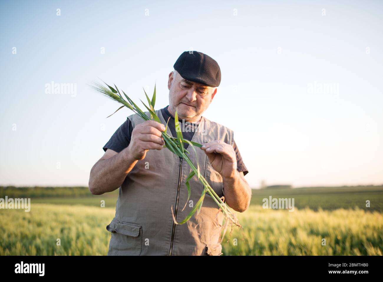 Agriculteur principal en champ examinant blé corp Banque D'Images