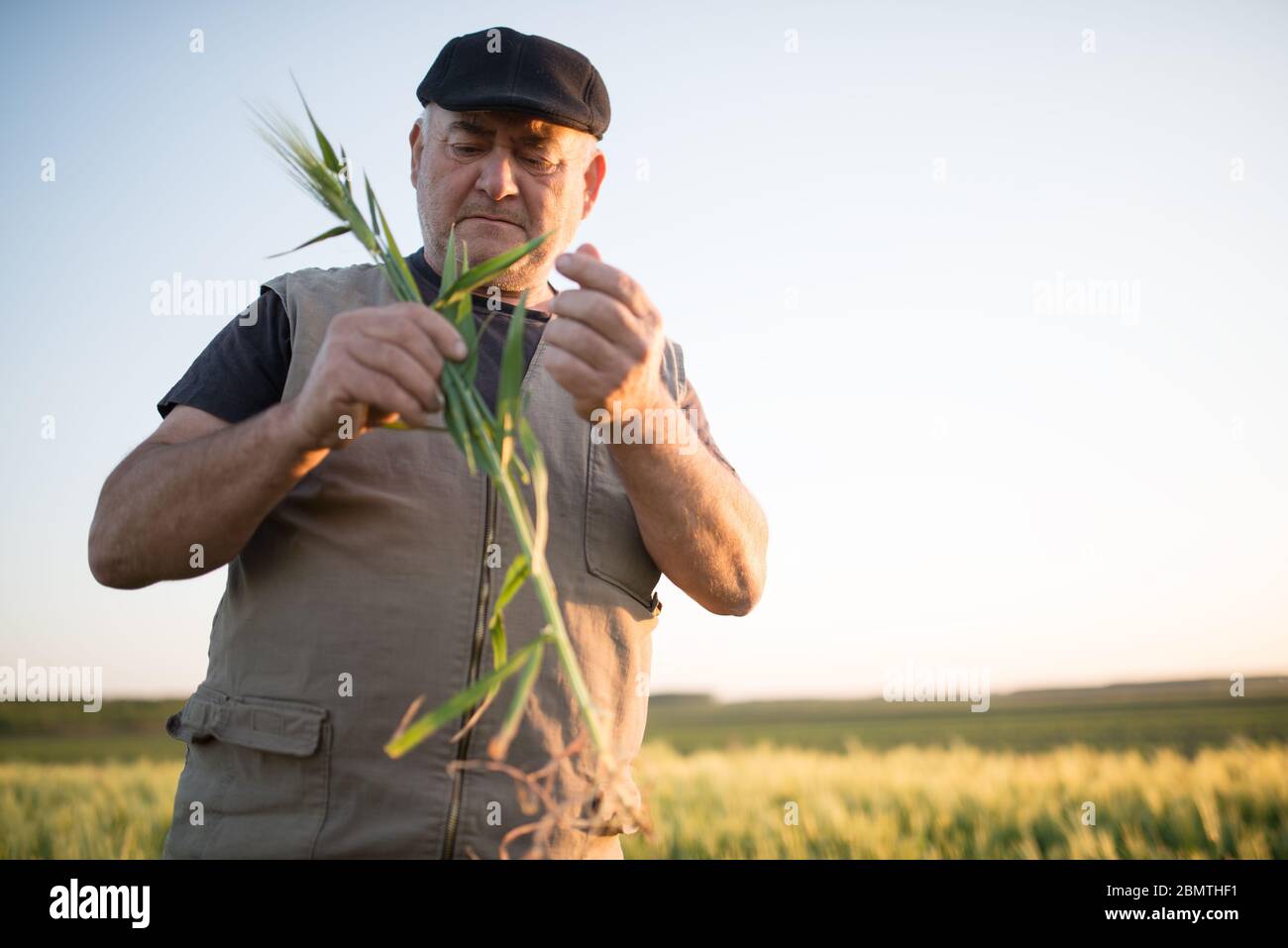 Agriculteur principal debout au champ examinant la récolte de blé pendant le coucher du soleil Banque D'Images
