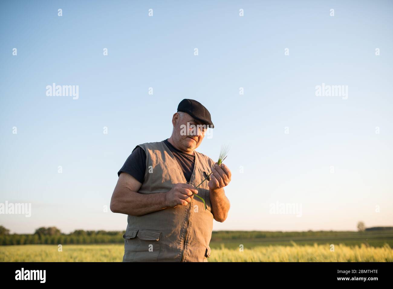 Agriculteur principal debout au champ examinant la récolte de blé pendant le coucher du soleil Banque D'Images