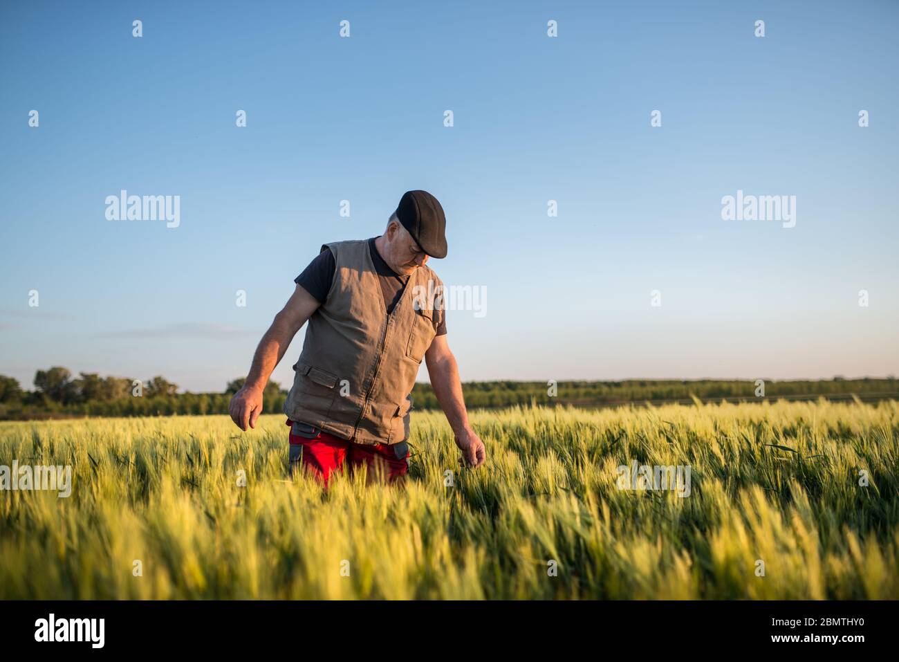 Agriculteur dans une récolte de contrôle de champ de blé. Concept agricole Banque D'Images