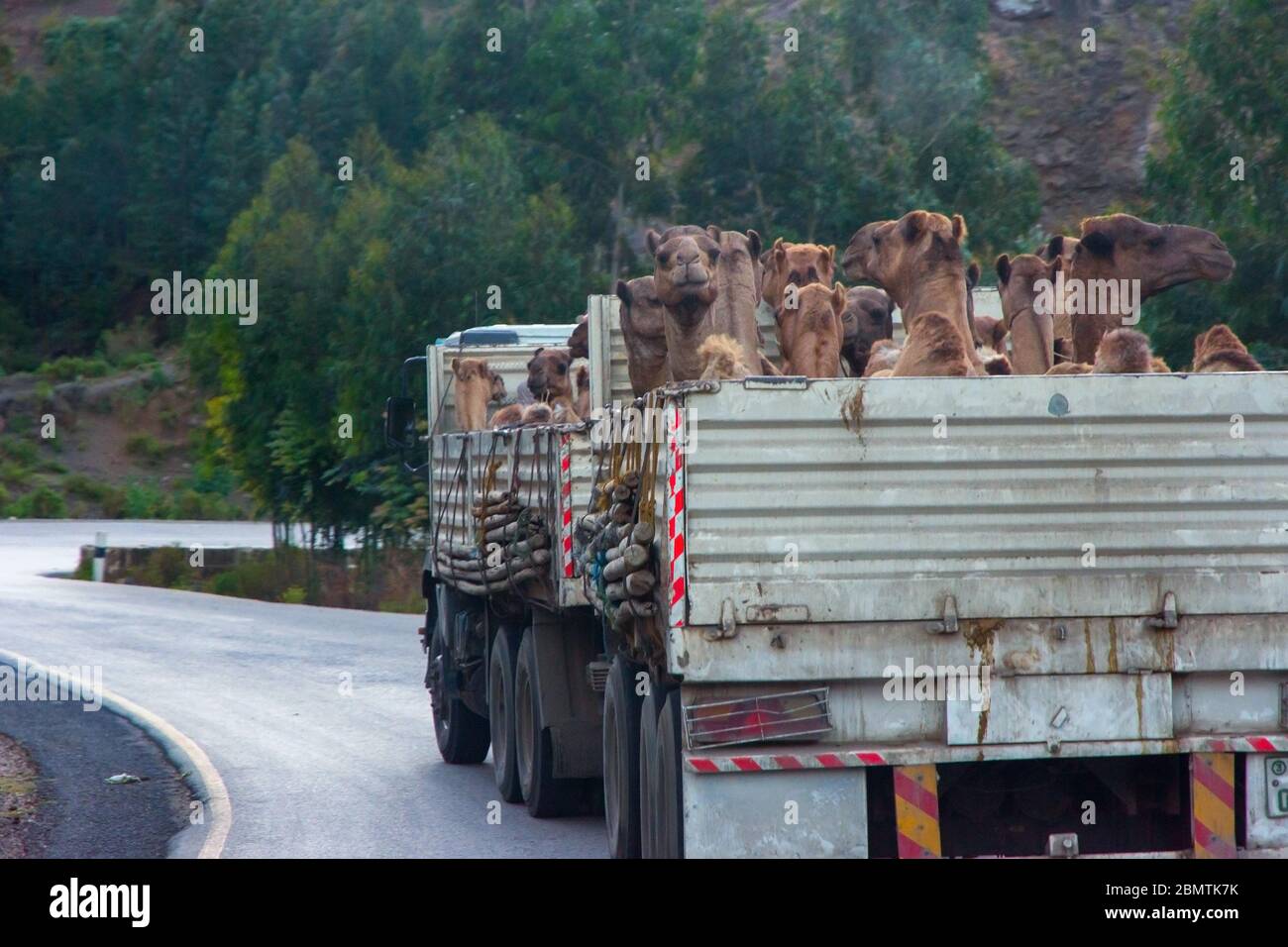 Mekele, Ethiopie - novembre 2018: Camion plein de chameaux à transporter sur la route dans la campagne éthiopienne Banque D'Images