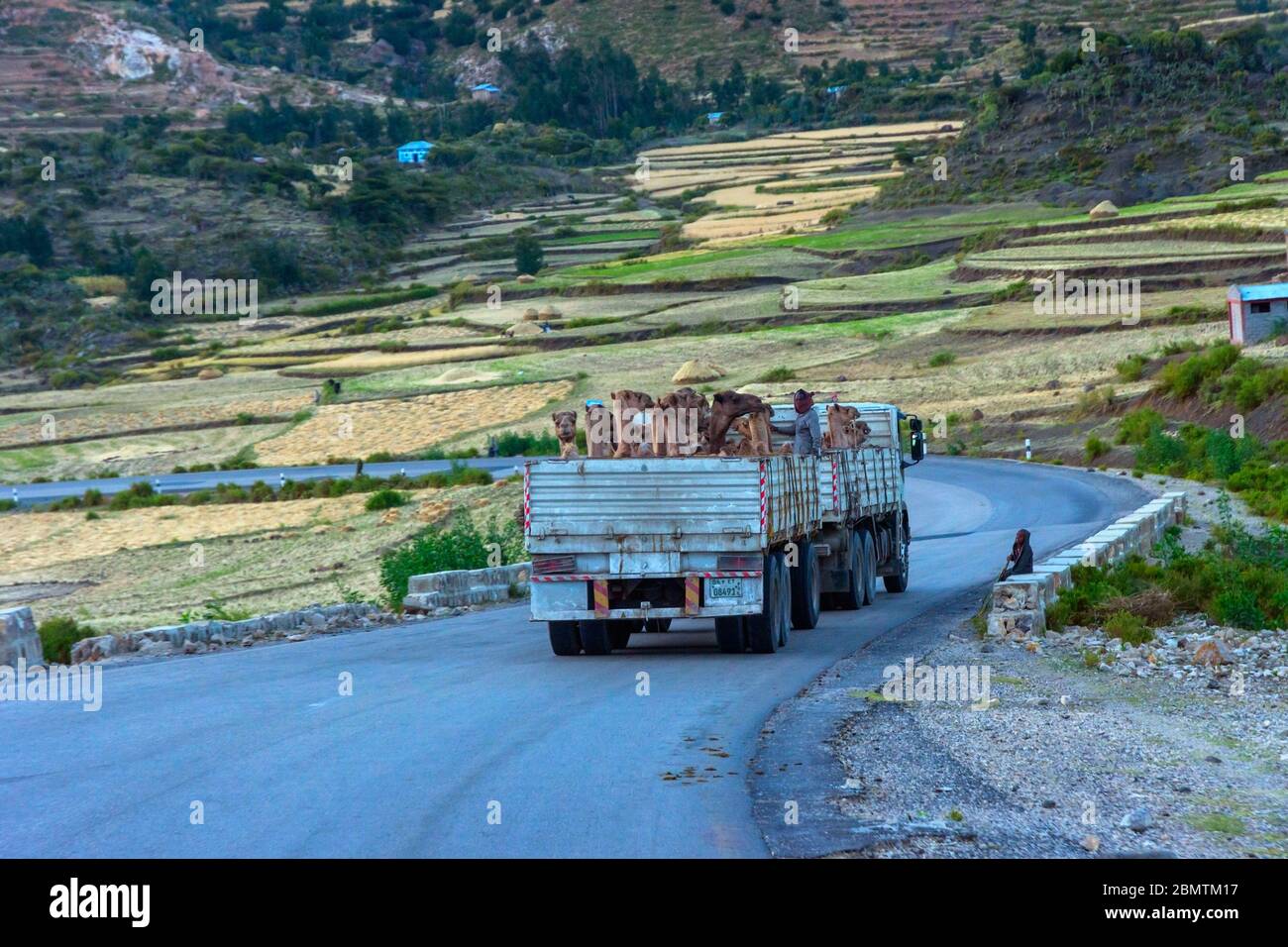 Mekele, Ethiopie - novembre 2018: Camion plein de chameaux à transporter sur la route dans la campagne éthiopienne Banque D'Images