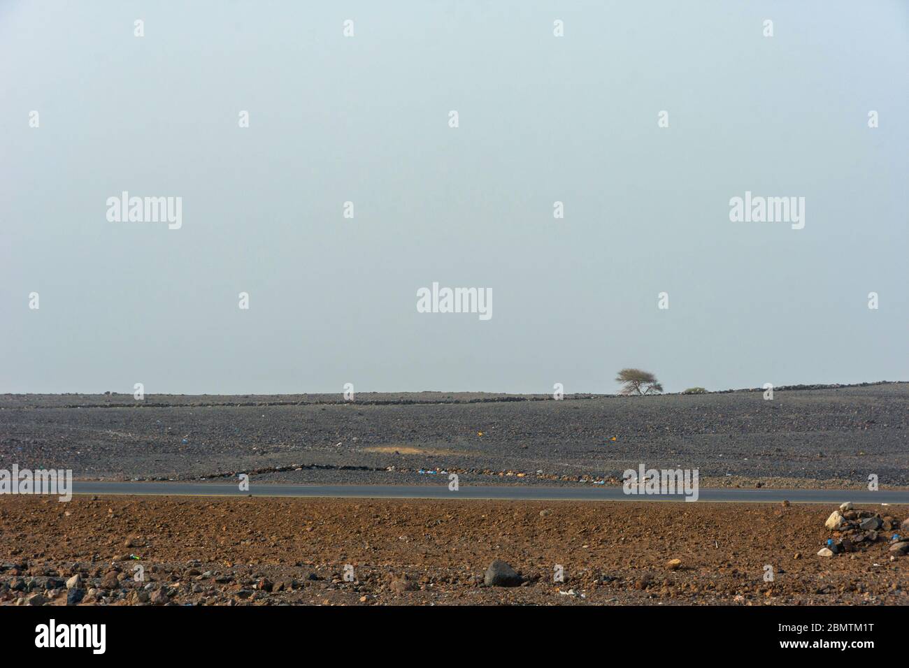 Arbre solitaire dans la dépression de Danakil, désert de pierre, Ethiopie Banque D'Images