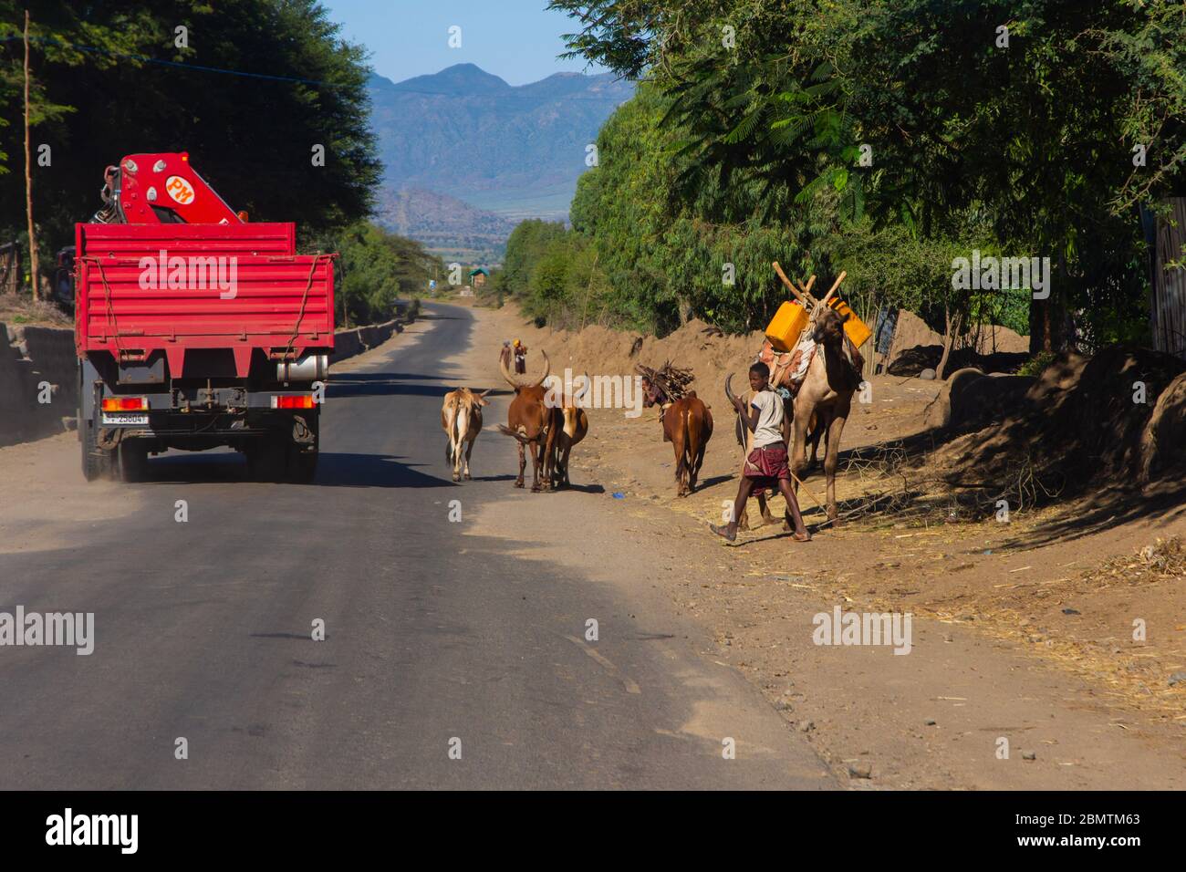 KOREM, Ethiopie - novembre 2018: Bétail et chameau transportant des choses sur la route entre la circulation sur la route éthiopienne Banque D'Images