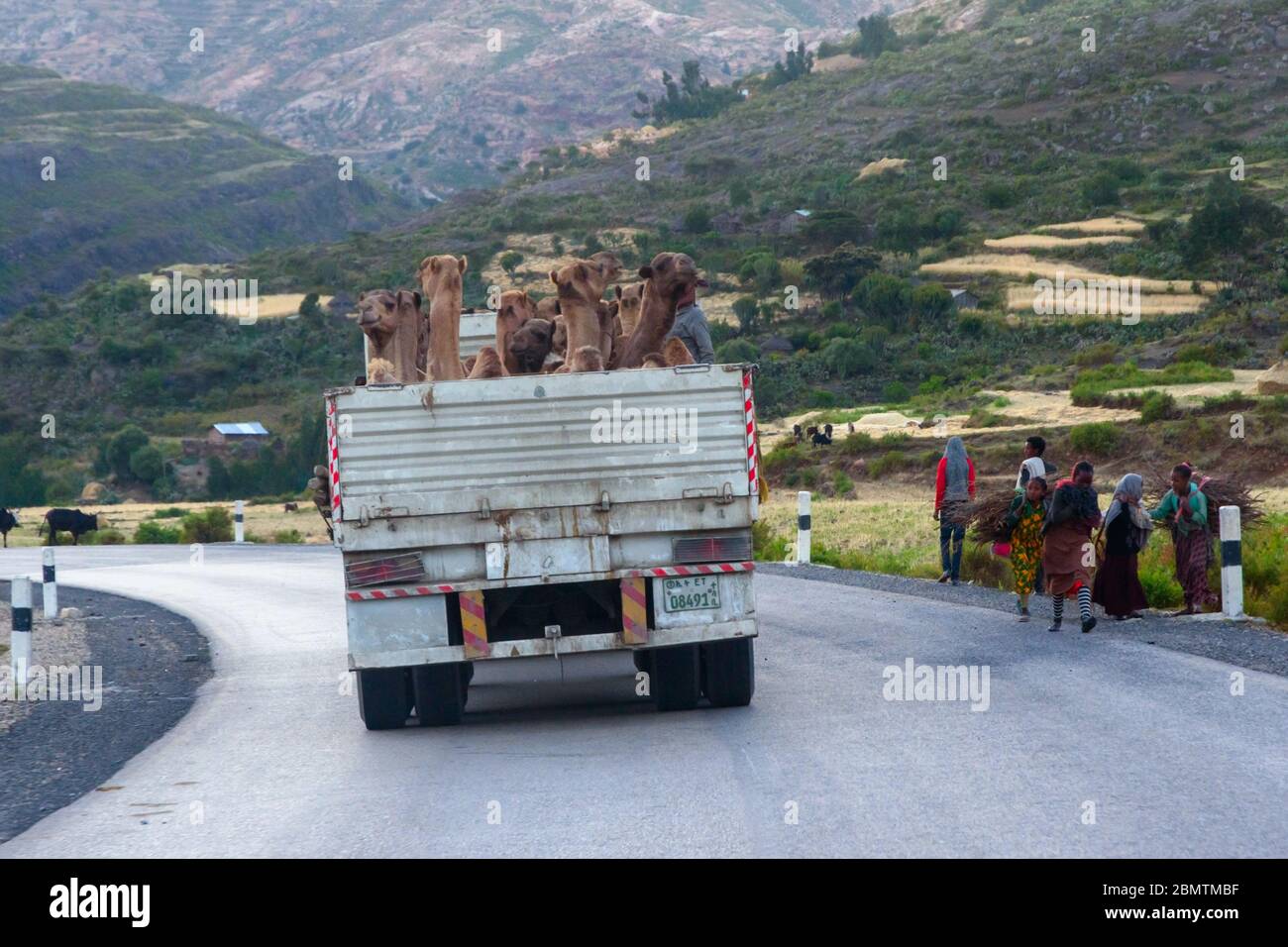 Mekele, Ethiopie - novembre 2018: Camion plein de chameaux à transporter et les personnes transportant du bois dans la campagne éthiopienne Banque D'Images