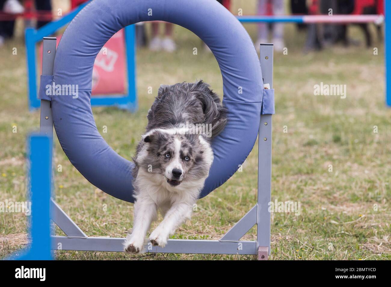 Border Collie effectuant un test d'agilité. Banque D'Images