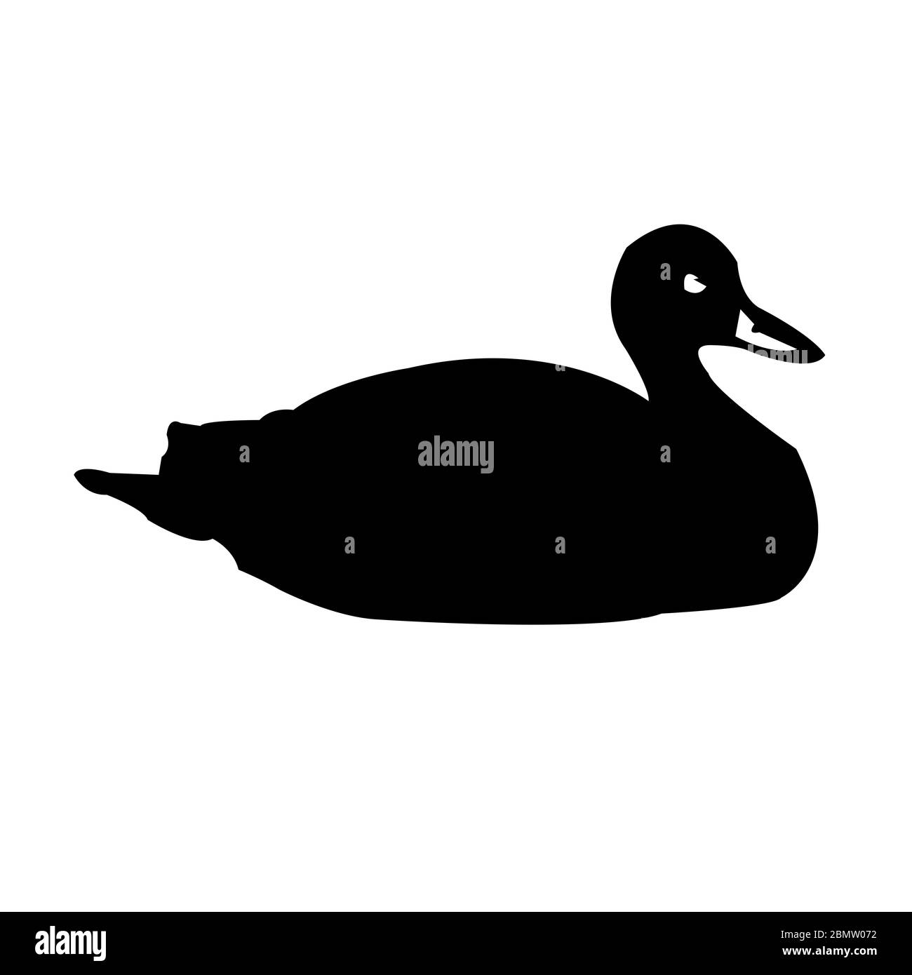 Canard noir sur fond blanc Banque D'Images