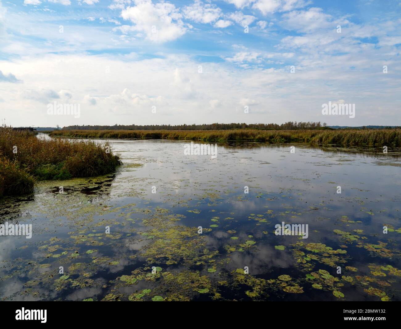 Federsee, Naturschutzgebiet, Bad Buchau, Oberschwaben, Bade-Wurtemberg, Allemagne Banque D'Images