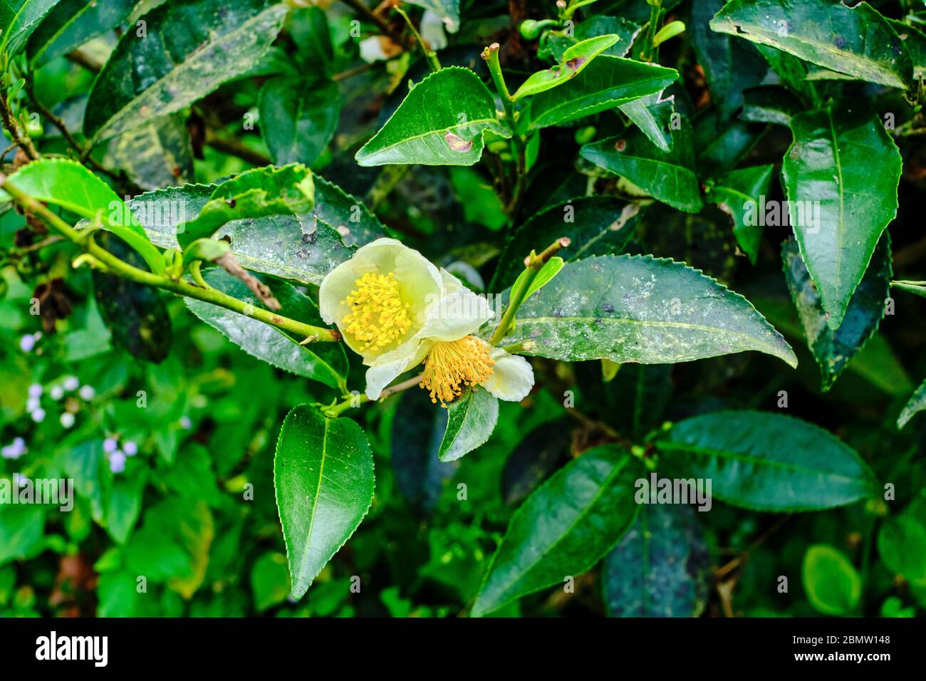 Inde, Bengale occidental, Darjeeling, domaine de thé Castleton, arbre à thé ou Camellia sinensis en fleur Banque D'Images