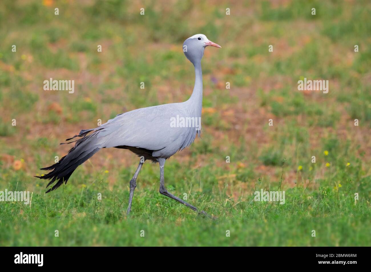 Grue bleue (Grus paradisea), vue latérale d'une promenade adulte, Cap occidental, Afrique du Sud Banque D'Images