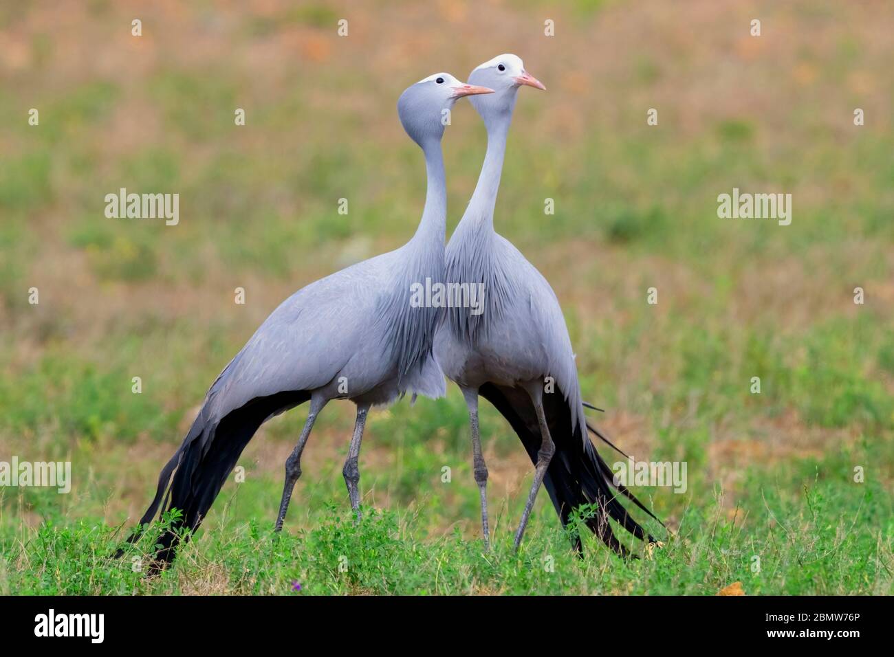 Grue bleue (Grus paradisea), deux adultes debout sur le sol, Cap-Occidental, Afrique du Sud Banque D'Images