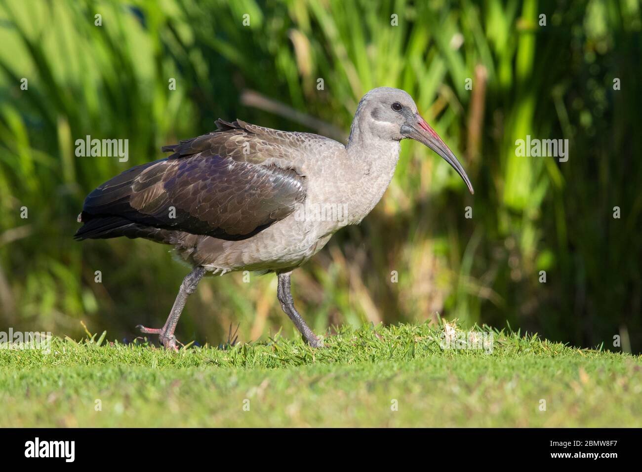 Hadada Ibis (Bostrychia hagedash), vue latérale d'un adulte debout sur le sol, Cap occidental, Afrique du Sud Banque D'Images