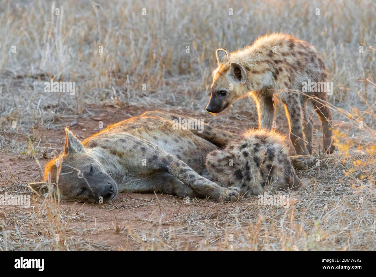 Spotted Hyena (Crocuta crocuta), une femme adulte et deux petits qui se reposent, Mpumalanga, Afrique du Sud Banque D'Images