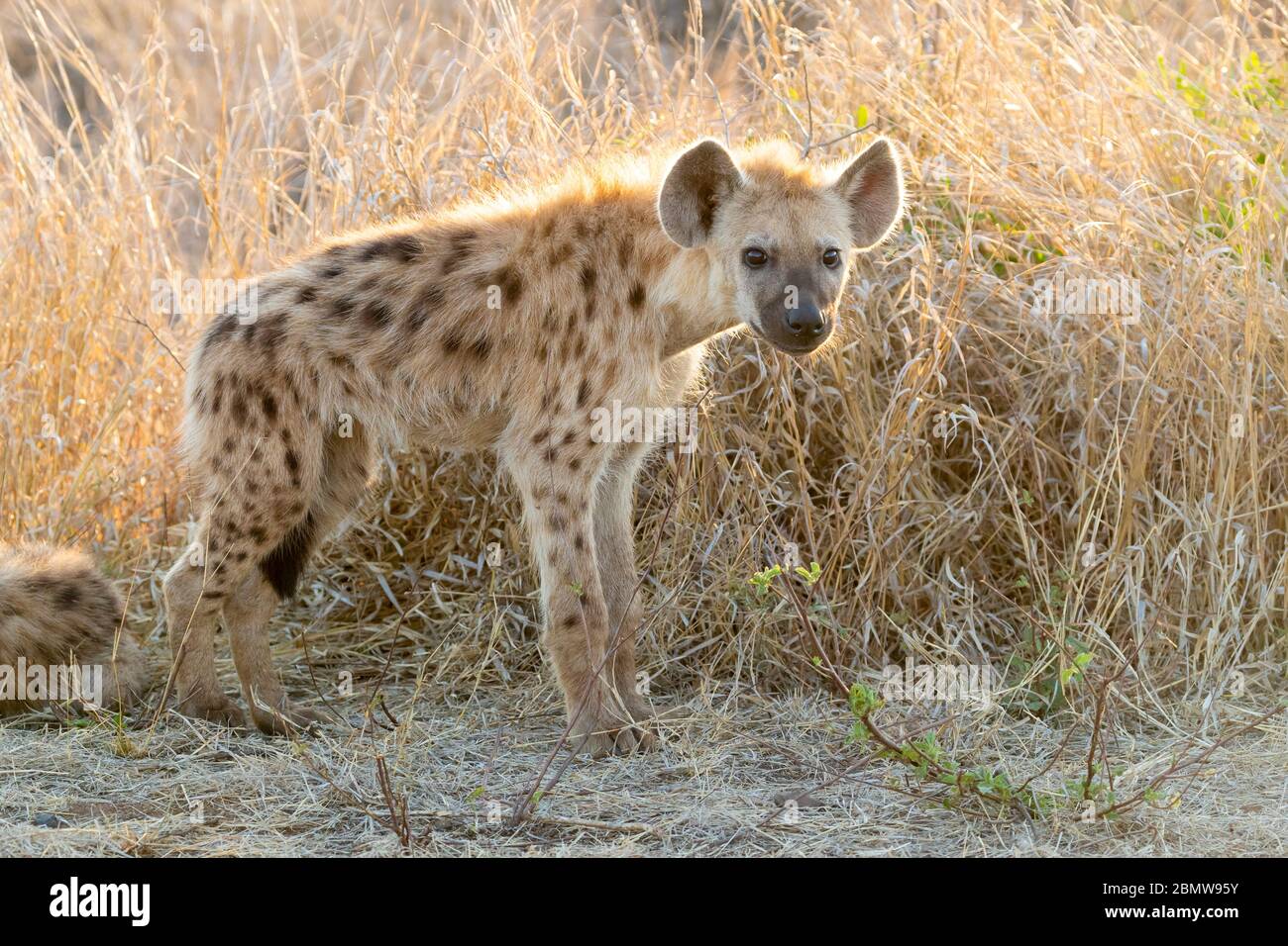 Spotted Hyena (Crocuta crocuta), un cub debout sur le terrain, Mpumalanga, Afrique du Sud Banque D'Images
