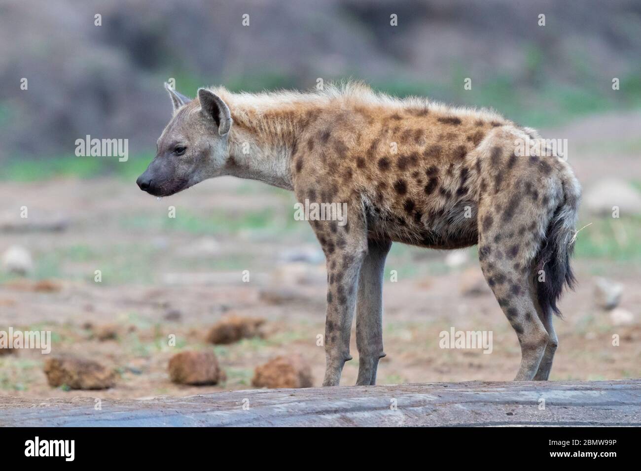 Hyena tachetée (Crocuta crocuta), vue latérale d'un adulte debout sur le sol, Mpumalanga, Afrique du Sud Banque D'Images